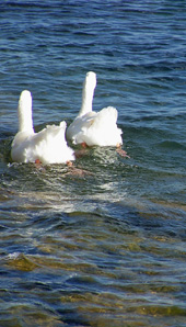quacks.