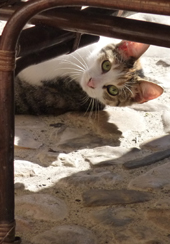 Orte Kitty