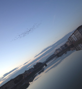Solstice Murmuration