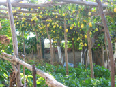 limonaia in napoli.