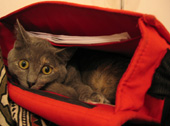 my cat.&nbsp;&nbsp;my laptop bag.