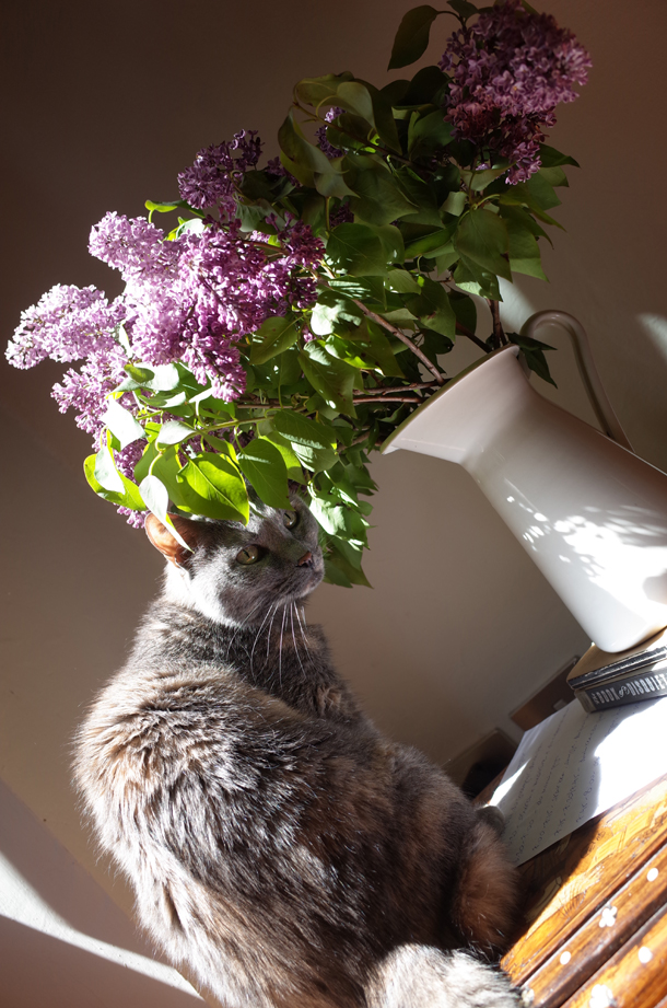 Still Life with Cat, Lilacs, Pessoa...