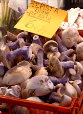 Come with me to the land of purple mushrooms.